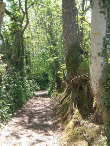 Promenade en forêt à Clohars carnoet en bretagne